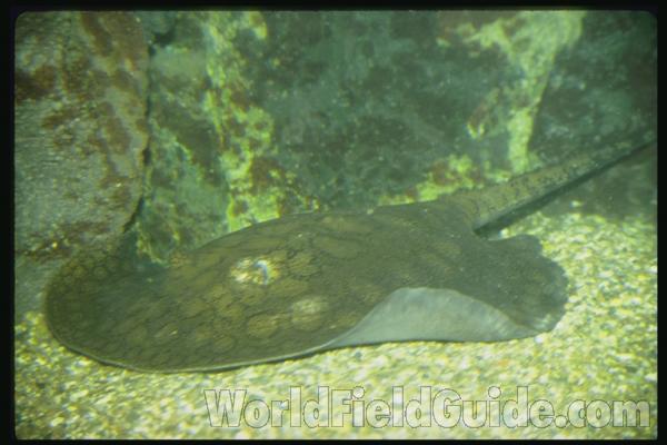 <br>(Location of Picture: Shedd Aquarium, Il, USA)<br>(Location of Picture: Shedd Aquarium, Il, USA)