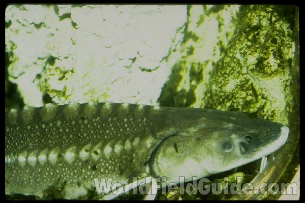 Mounted Specimen<br>(Origin of the Specimen: Lake of the Woods)<br>(Location of Picture: Shedd Aquarium, Il, USA)