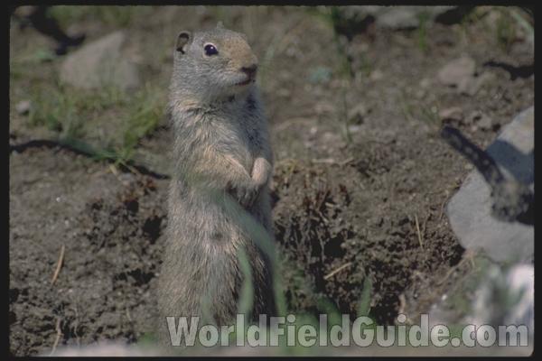 Standing in  Habitat<br>(Location of Picture: Utah, USA, 2008)<br>(Location of Picture: Yellowstone Park, USA)
