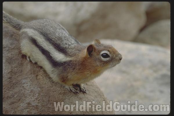 <br>(Location of Picture: Canadian Rockies, Canada)