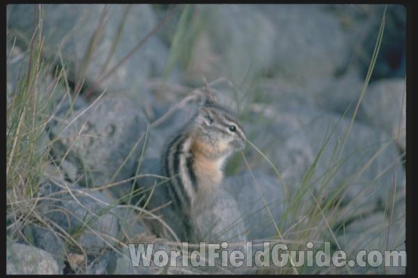 <br>(Location of Picture: Yukon, Canada)