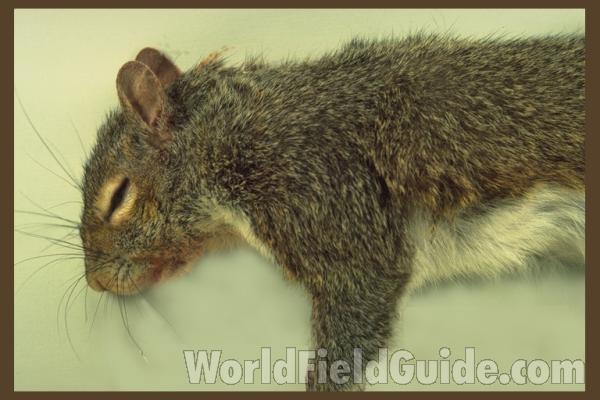 <br>(Location of Picture: Florida, USA)<br>(Location of Picture: Illinois, USA)<br>(Location of Picture: Illinois, USA)