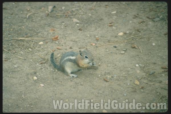 At Feeder<br>(Location of Picture: Conconully, Washington, USA)<br>(Location of Picture: California, USA)