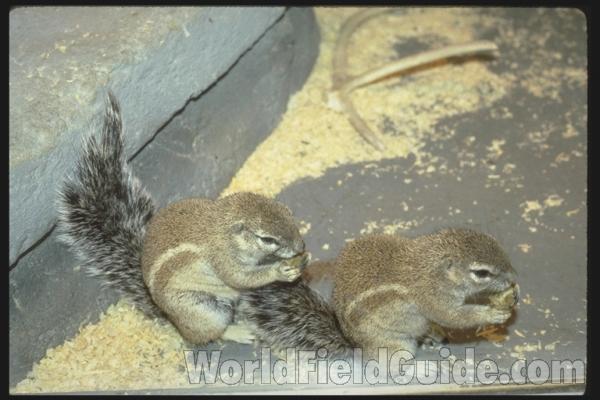 <br>(Location of Picture: South West Africa)<br>(Location of Picture: Milwaukee Zoo, Wisconsin, USA)