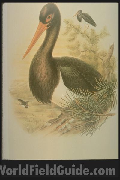 Standing - Looking Down<br>(Origin of the Specimen: Color Painting)