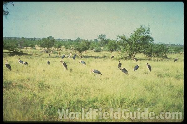 <br>(Location of Picture: Kenya, Africa)<br>(Location of Picture: South Africa)