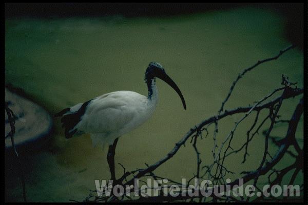 Zoo Image