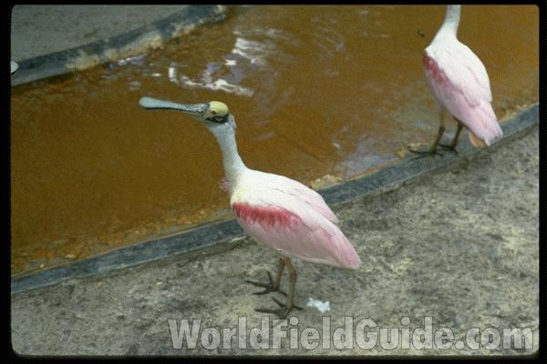 Close View Of Head and Bill<br>(Location of Picture: Fort Worth Zoo, USA, 2009)