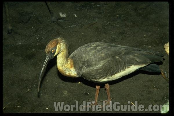 <br>(Location of Picture: Florida, USA)<br>(Location of Picture: Florida, USA)