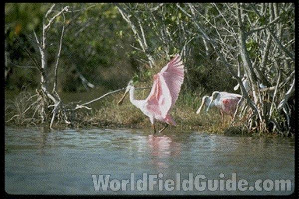 Wings Open<br>(Location of Picture: Fort Worth Zoo, USA, 2009)<br>(Location of Picture: Florida, USA)