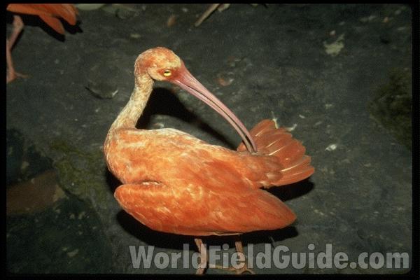 Museum Taxidermy Specimen - Poor Quality<br>(Location of Picture: Field Museum of Chicago)