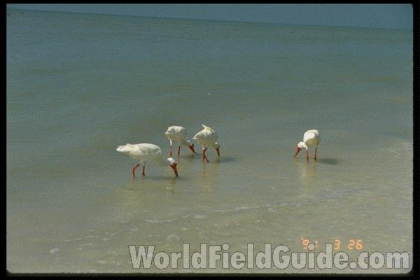 <br>(Location of Picture: Florida, USA)<br>(Location of Picture: Florida, USA)<br>(Location of Picture: Florida, USA)