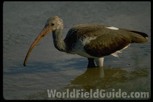 <br>(Location of Picture: Florida, USA)<br>(Location of Picture: Florida, USA)<br>(Location of Picture: Florida, USA)