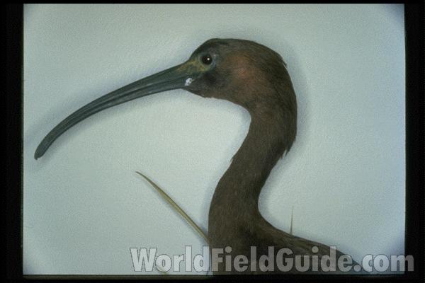 Museum Specimen with Background<br>(Location of Picture: Field Museum of Chicago)