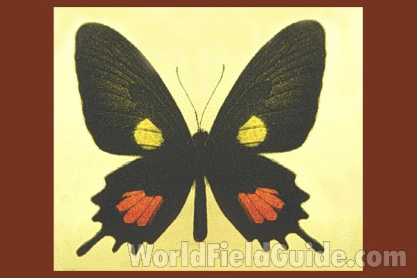 Pair - Dorsal