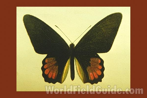 Illustration<br>(Origin of the Specimen: Seitz)