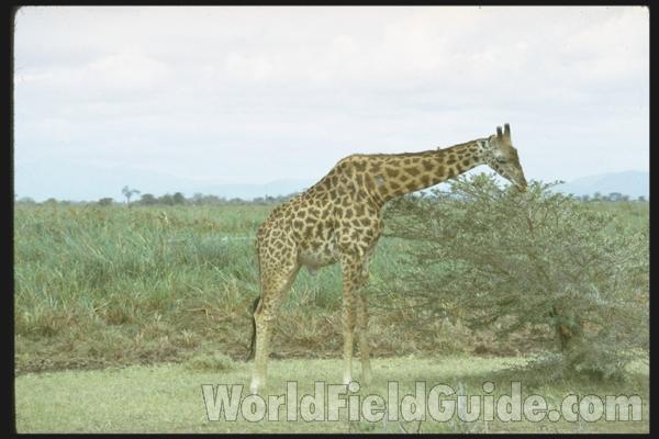 <br>(Location of Picture: Kenya, Africa)