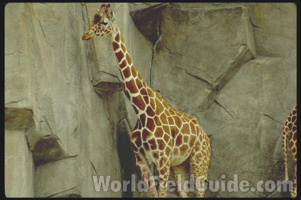 Front View Of Face<br>(Location of Picture: Milwaukee Zoo, Wisconsin, USA)<br>(Location of Picture: Milwaukee Zoo, Wisconsin, USA)