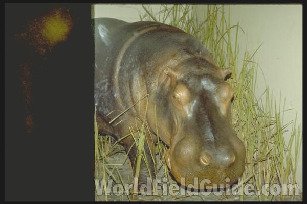 Zoo Image<br>(Location of Picture: Woodland Zoo, Seattle, Wa, USA)