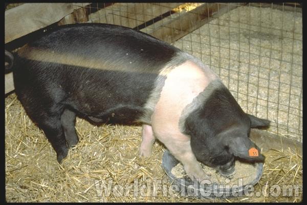 County Fair<br>(Location of Picture: Grayslake, Illinois, USA)