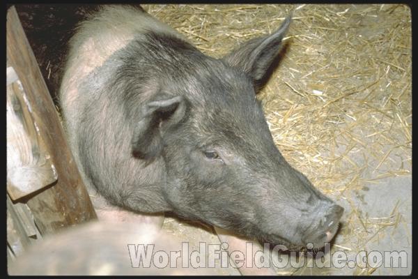County Fair<br>(Location of Picture: Grayslake, Illinois, USA)