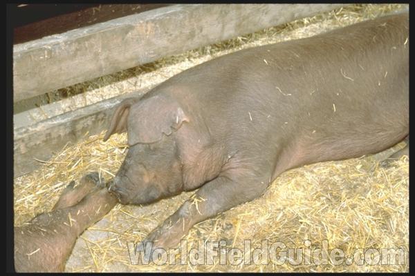 County Fair<br>(Location of Picture: Okanogan, Washington, USA, 2005)