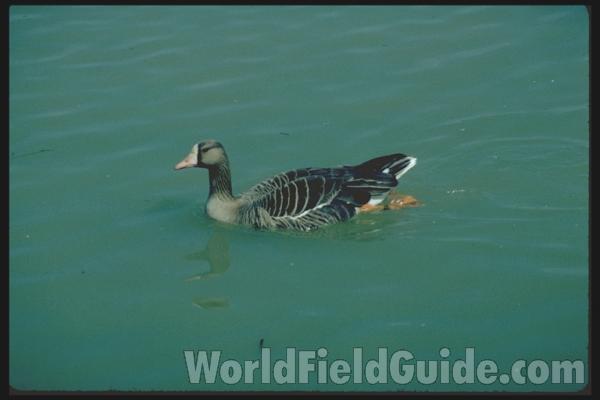 Zoo Image<br>(Location of Picture: Zoo in England)
