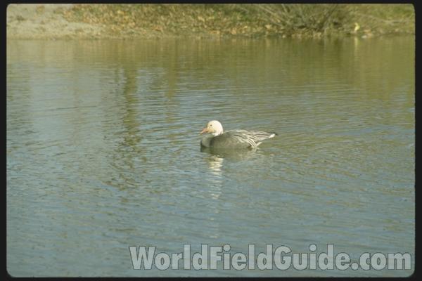 New World Form<br>(Location of Picture: Zion, Illinois USA)