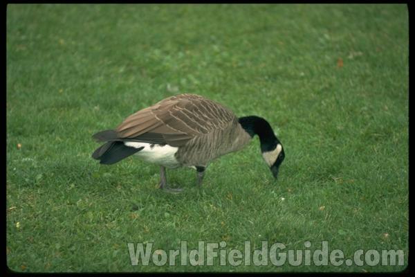 Zoo Image