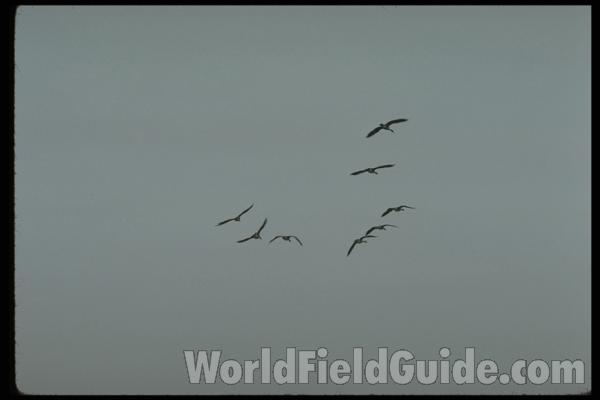 Flying, V  formation
