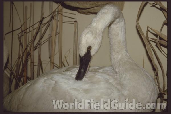 Taxidermy Specimen<br>(Location of Picture: Field Museum of Chicago)