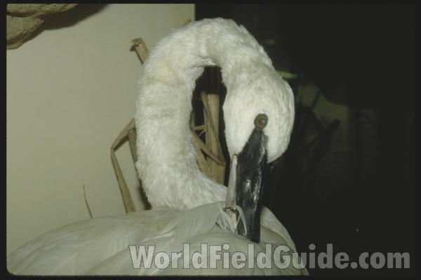 Taxidermy Specimen<br>(Location of Picture: Field Museum of Chicago)