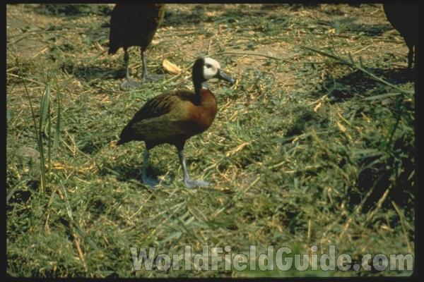 On Rock - Looking Over Water<br>(Origin of the Specimen: Color Painting)<br>(Location of Picture: Burundi, Africa)