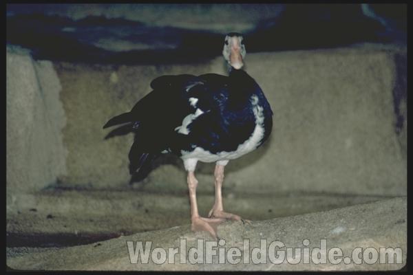 Side View Standing Near Water<br>(Origin of the Specimen: East African Book - Painting)