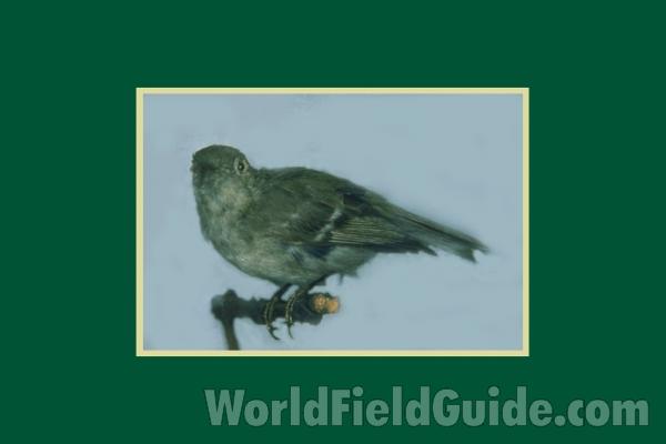Female<br>(Location of Picture: FMNH of Chicago)