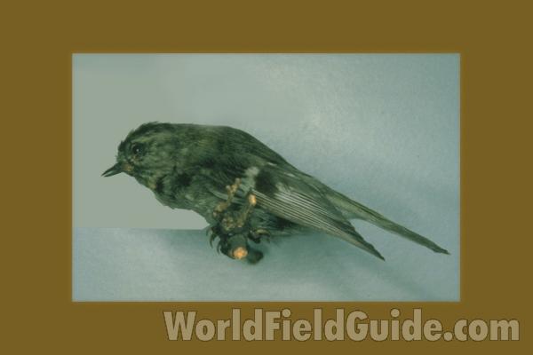 Female - Museu Specimien<br>(Location of Picture: FMNH of Chicago)