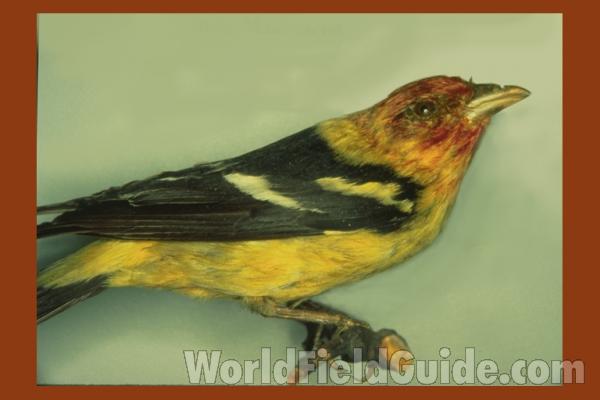 Male - Side View Mounted<br>(Location of Picture: FMNH of Chicago)