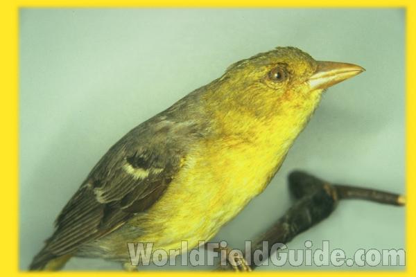 Female - Side View Mounted<br>(Location of Picture: FMNH of Chicago)