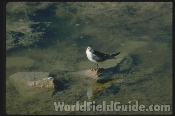 Standing - Side View<br>(Origin of the Specimen: Color Painting - East African Book)<br>(Location of Picture: Turkey, Asia)