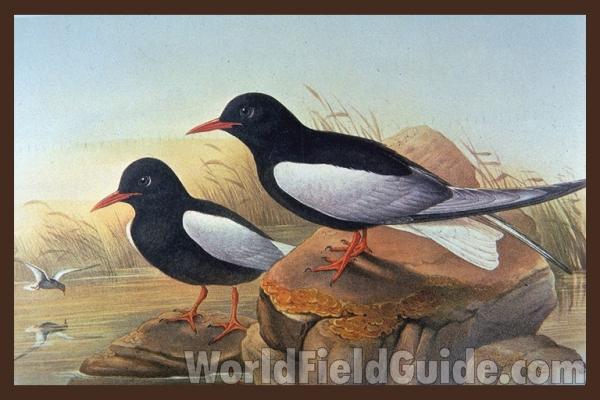 Summer Adults<br>(Origin of the Specimen: Painting)