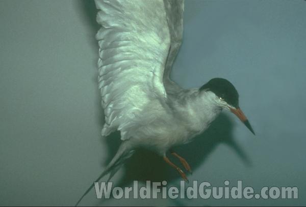 Taxidermy Specimen<br>(Location of Picture: Field Museum of Chicago)