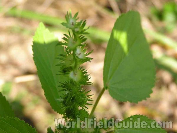 Top Of Plant<br>(Location of Picture: Dallas, Texas)