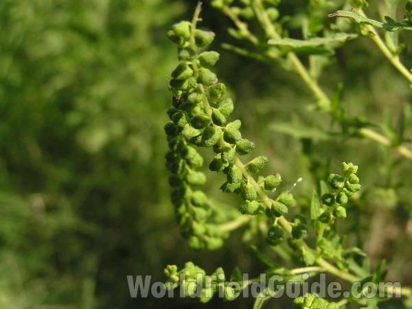 Fruit<br>(Location of Picture: Tyler, Texas, USA)