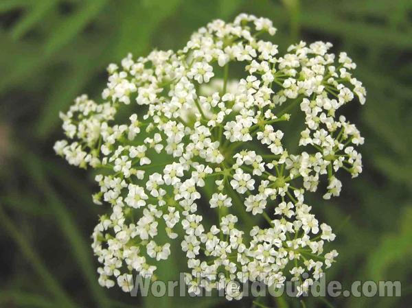 Flower<br>(Location of Picture: Fort Worth, Texas, USA)