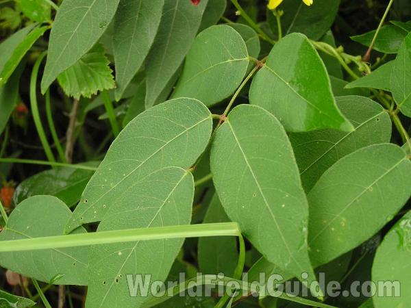 Leaf<br>(Location of Picture: Tyler, Texas, USA)