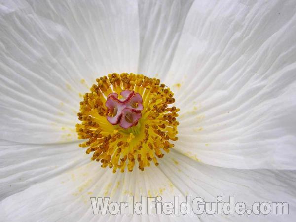Flower Center<br>(Location of Picture: Grand Prairie, Texas, USA)