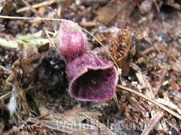 Flower - Front View<br>(Location of Picture: Tyler, Texas, USA)