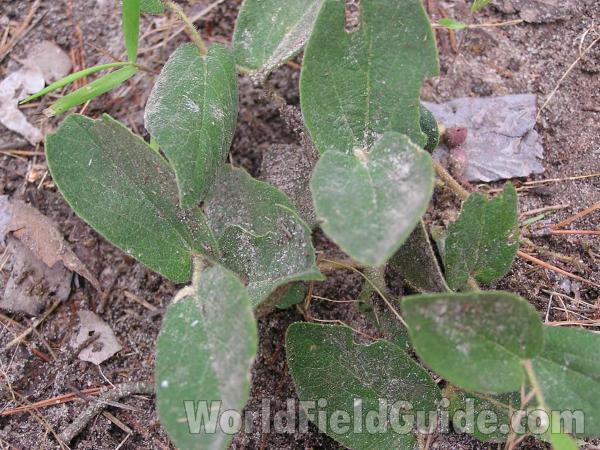 Leaves<br>(Location of Picture: Tyler, Texas, USA)