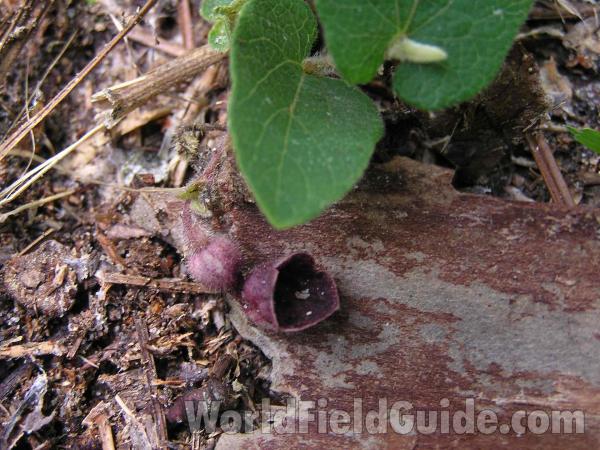 Habitat<br>(Location of Picture: Tyler, Texas, USA)