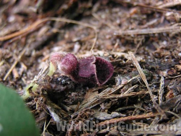 Flower On Ground<br>(Location of Picture: Tyler, Texas, USA)